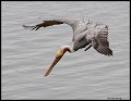 _4SB9518 brown pelican diving